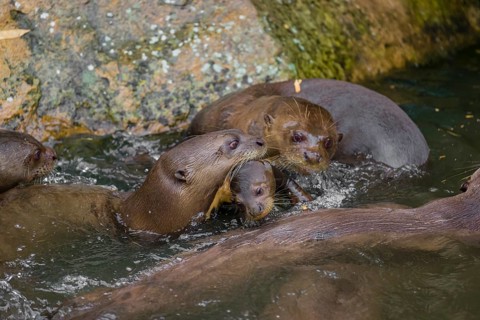 An adult giant otter or giant river otter (Pteronura brasiliensis) swims in a small river carrying