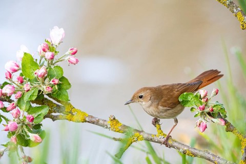 Nightingale (Luscinia megarhynchos) Germany