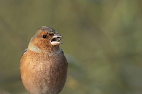 Eurasian chaffinch (Fringilla coelebs) adult male garden bird feeding on a sunflower seed, Suffolk,