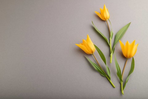 Orange tulip flowers on gray pastel background. side view, copy space, still life. Beauty, spring,
