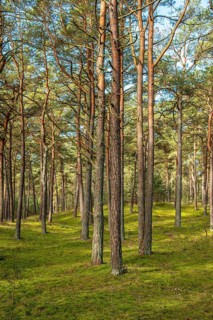 Pine tree forest, planted to stop a sand drift during the 19th century in Ystad, Skåne county,