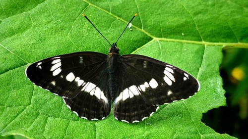 Close-up: a black-and-white butterfly, the White admiral (Limenitis camilla), with outstretched