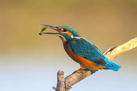 Common Kingfisher (Alcedo atthis) with dragonfly larva prey in its beak, North-Rhine Westphalia,