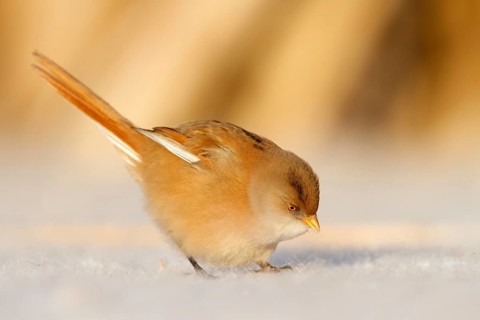 Baardman, bearded tit, Panurus biarmicus