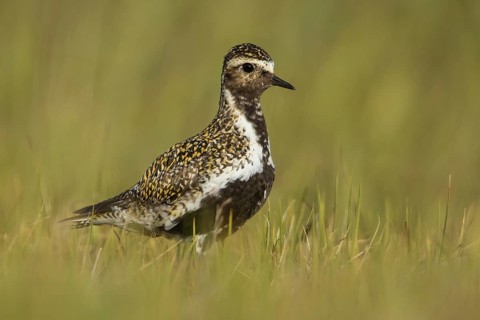 European Golden Plover (Pluvialis apricaria), Iceland
