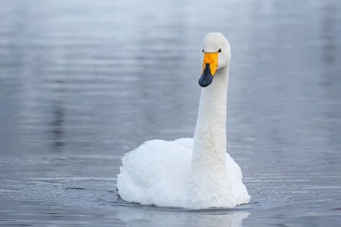 Whooper Swan (Cygnus cygnus), Finland