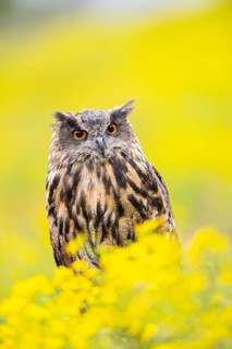 Eurasian eagle-owl (Bubo bubo), captive, sitting in midddle of a sea ??of ??yellow flowers,