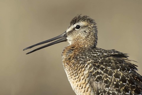 Long-billed Dowitcher (Limnodromus scolopaceus), Alaska, USA