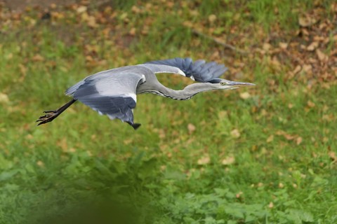 A grey heron flying over a meadow, germany. feather, flight, grey heron, pond, forest, plumage,