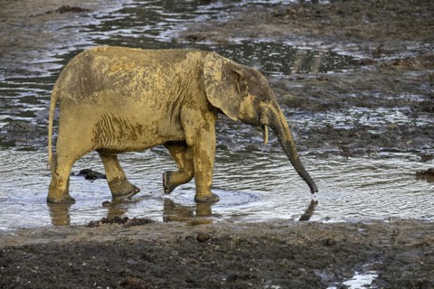 African forest elephant (Loxodonta cyclotis) in the Dzanga Bai forest clearing, Dzanga-Ndoki