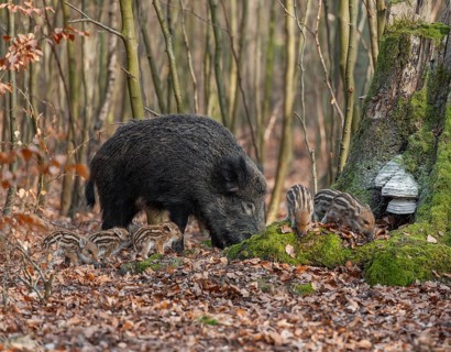 Wild boar, wild boar (Sus scrofa), a wild goat and young boar looking for food in the forest,