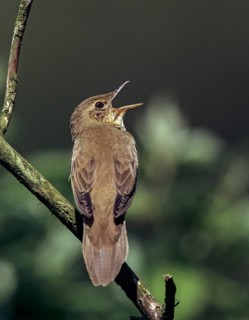 Locustella fluviatilis, river warbler, swirl, birds, song, high size, portrait format, male,