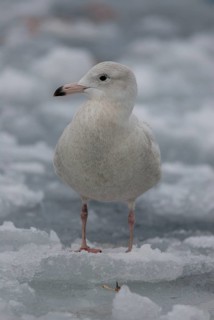 Glaucous Gull (Larus hyperboreus), Hokkaido, Japan