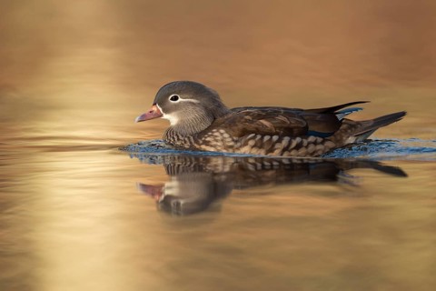 Mandarin Duck (Aix galericulata) female, North Rhine-Westphalia, Germany