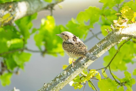 Eurasian wryneck (Jynx torquilla) Germany