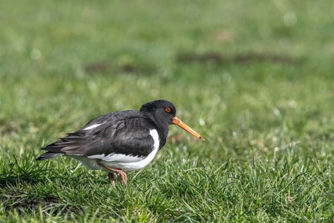 Oystercatcher (Haematopus ostralegus), Emsland, Lower Saxony, Germany