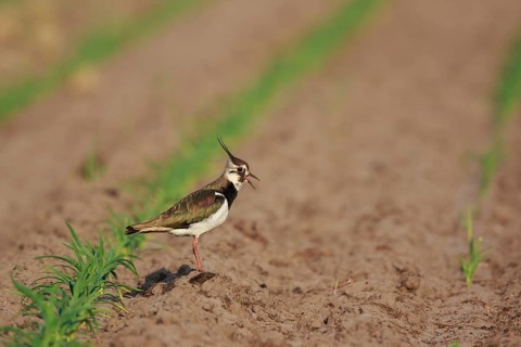 Northern Lapwing (Vanellus vanellus) female on a field, North Rhine-Westphalia, Germany