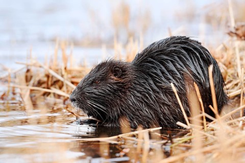A nutria or coypu (Myocastor coypus) is sitting on the bank feeding, North Rhine-Westphalia,