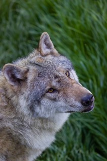 Portrait of one eurasian gray wolf (Canis lupus lupus)
