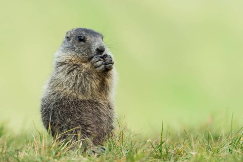 Alpine Marmot (Marmota marmota) juvenile foraging, High Tauern National Park, Carinthia, Austria