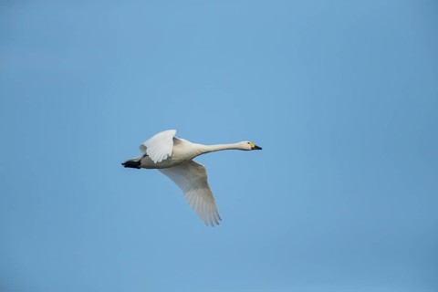 Bewick's Swan (Cygnus columbianus) adult bird flying in winter, England, United Kingdom