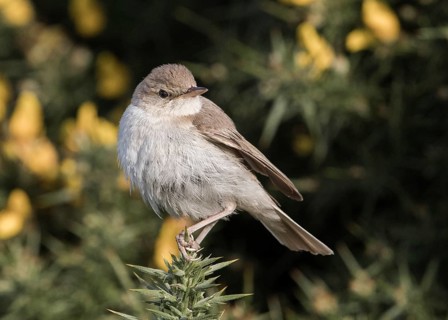 Booted Warbler (Iduna caligata) perched on a branch, Wales, United Kingdom