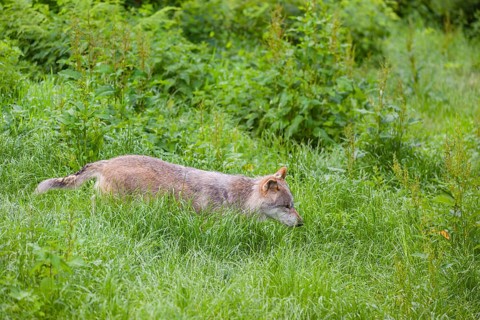 An adult male gray wolf (Canis lupus lupus) runs across a green meadow in hilly terrain