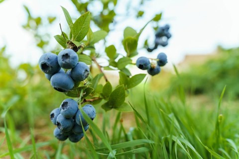 A branch of ripe blueberries (Vaccinium corymbosum) on a bush. A cluster of ripe blueberries hangs