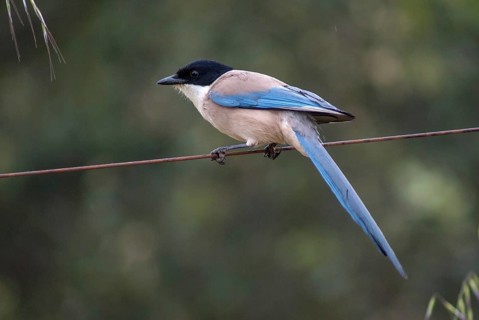 Azure-winged magpie, blue magpie, cyanopica cooki, cyanopica cyanus, Iberian magpie, birds,