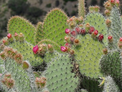 Close-up of a prickly pear (Opuntia anahuacensis) with red flower buds and prominent spines,