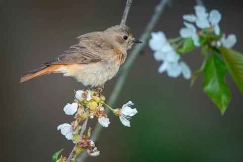 Garden redtail, fruit tree blossom, Phoenicurus phoenicurus, redstart, birds, female, spring,