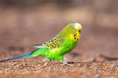 Budgerigar (Melopsittacus undulatus), walking on the ground, Bavaria, Germany