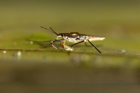 Common pond skater (Gerris lacustris) adult insect feeding on a Whitefly on a water lily pad or