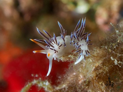 A colourful thread snail, the wandering thread snail (Cratena peregrina), with delicate blue and
