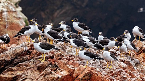 A flock of birds on rocks in a wild coastal setting: Belcher's gulls at the Ballestas Islands off