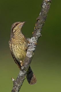 Wryneck on perch, (Jynx torquilla), Ormoz area, Ormoz, Podravska, Slovenia