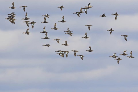 Blue-winged Teal (Spatula discors) male, Florida, USA