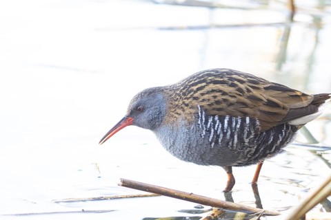 Water rail (Rallus aquaticus) Germany