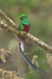 Resplendent Quetzal (Pharomachrus mocinno) male, Costa Rica