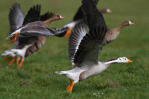 Bar-headed Goose & Greater White-fronted Goose (Anser indicus & Anser albifrons) flying,