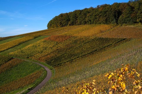 Road, path through vineyard, vines, grapevines, vine cultivation, autumn colours, autumn, graphic,