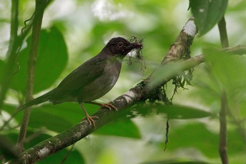 White-throated Thrush (Turdus assimilis) perched on a branch in Costa Rica, Central America