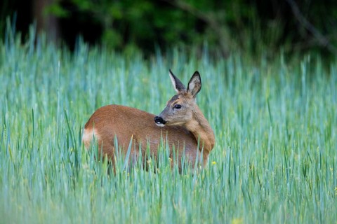 Roe deer (Capreolus capreolus), doe in a field of growing corn, Hesse, Germany