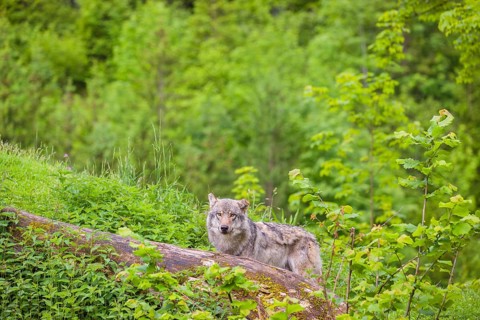 A male Eurasian gray wolf (Canis lupus lupus) stands on a hill, behind a rotting tree lying on the