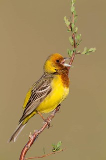 Red-headed Bunting - Braunkopfammer - Emberiza bruniceps, Kazakhstan, adult male
