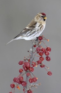 Common Redpoll (Acanthis flammea), Minnesota, USA