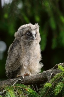 Long-eared Owl (Asio otus) juvenile perched on a branch, North Rhine-Westphalia, Germany