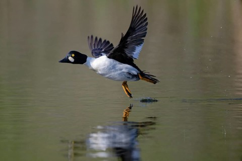 Common Goldeneye (Bucephala clangula) male flying, Saxony, Germany