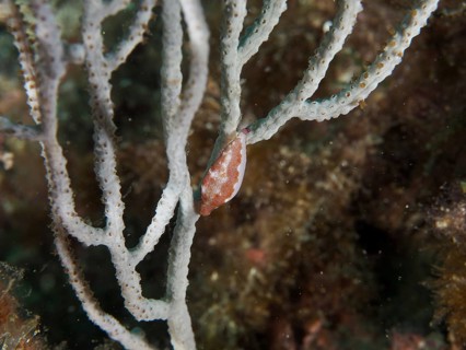 Gorgonian snail (Simnia spelta) on a highly branched coral in an underwater scene, dive site: Cap