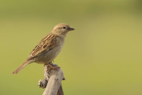 Female house sparrow (Passer domesticus), nature photography, Torrejon El Rubio, Monfragüe,